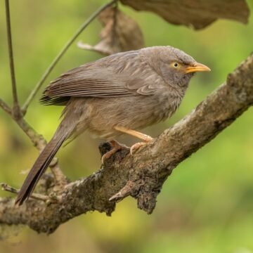 ये कैसा जंगल है? यहां तो चिड़ियों की चहचहाहट ही नहीं…..!