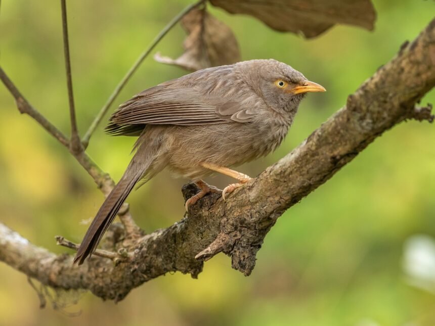 ये कैसा जंगल है? यहां तो चिड़ियों की चहचहाहट ही नहीं…..!